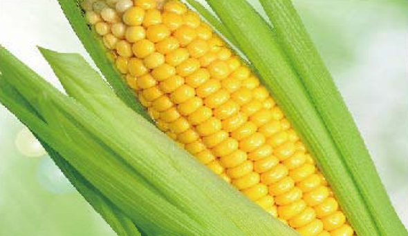 陶瓷膜應(yīng)用：生物、醫(yī)藥行業(yè)